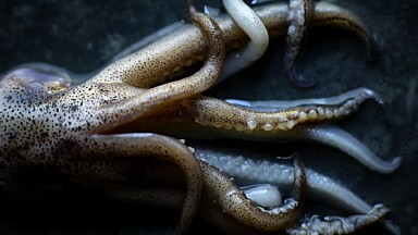 Eigenwerk squid